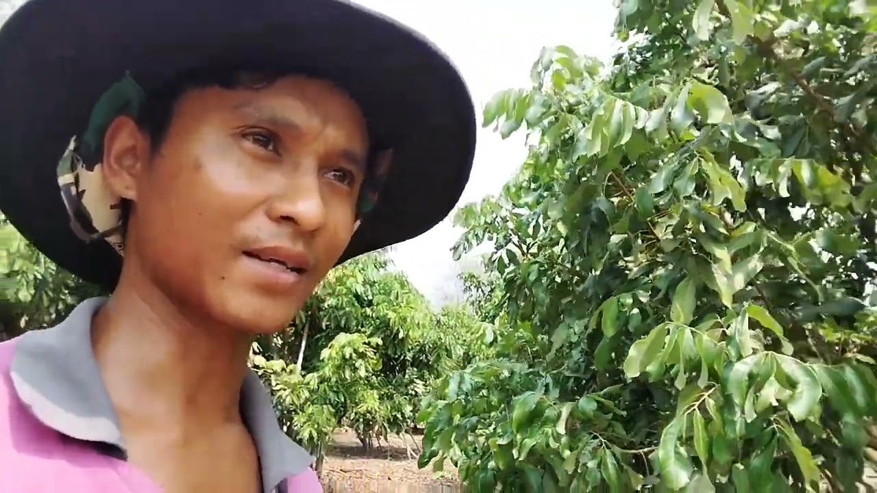 การเตรียมต้นลำไยให้พร้อม สำคัญกว่าการทำสาร การทำใบให้เหมาะแก่การใส่สาร