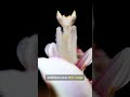 Orchid Mantis Master of Disguise