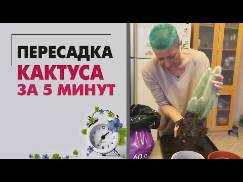 Как пересадить кактус за 5 минут - легко и просто. Пересаживаем растения без усилий и хлопот.