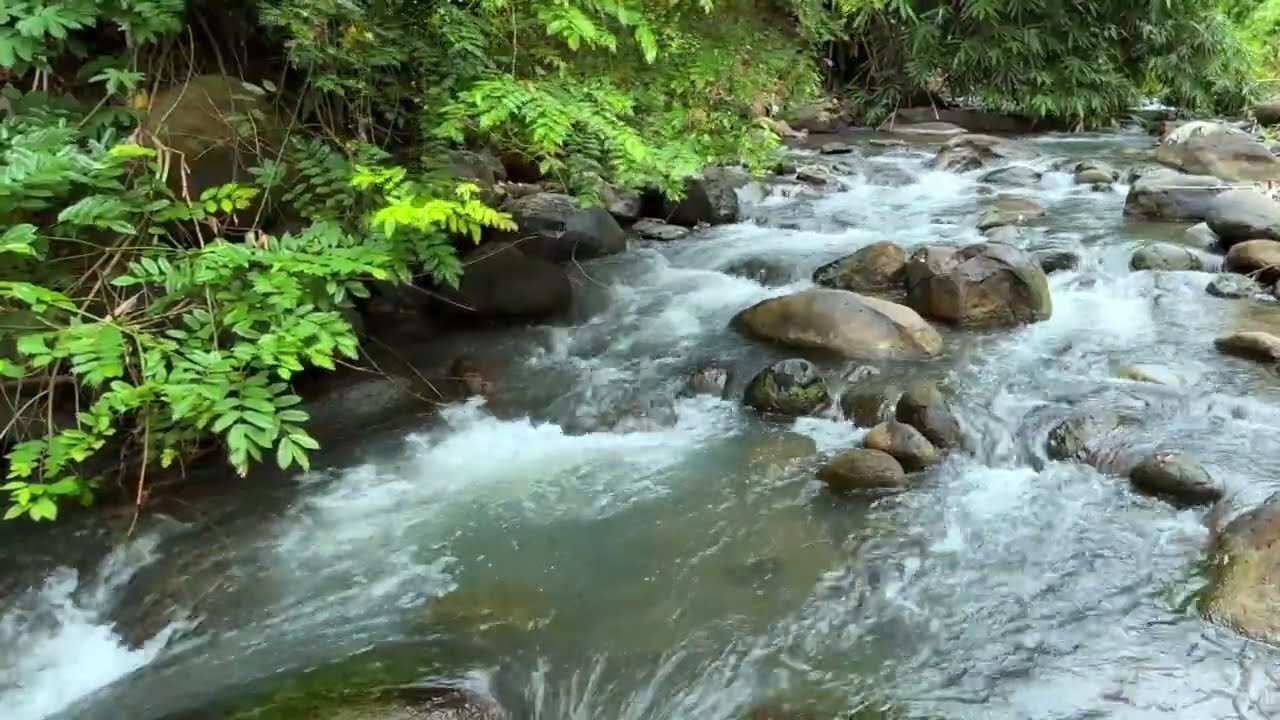 Forest Stream Serenity | Natural River Sounds for Deep Relaxation & Sleep