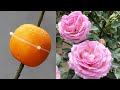 Try This Method Now And You Will Have A Beautiful Rose Garden