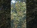 Sapindus Mucorossi#Reetha#Soapnut Tree#Reetha fal.