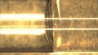 Marangoni convection flow around water/oil interface