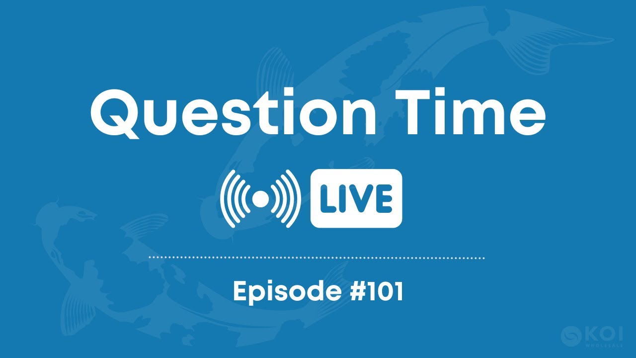 Koi Question Time Live 101 Koi Pond Help Advice YouTube koi-question-time-live-101-koi-pond-help-advice-youtube