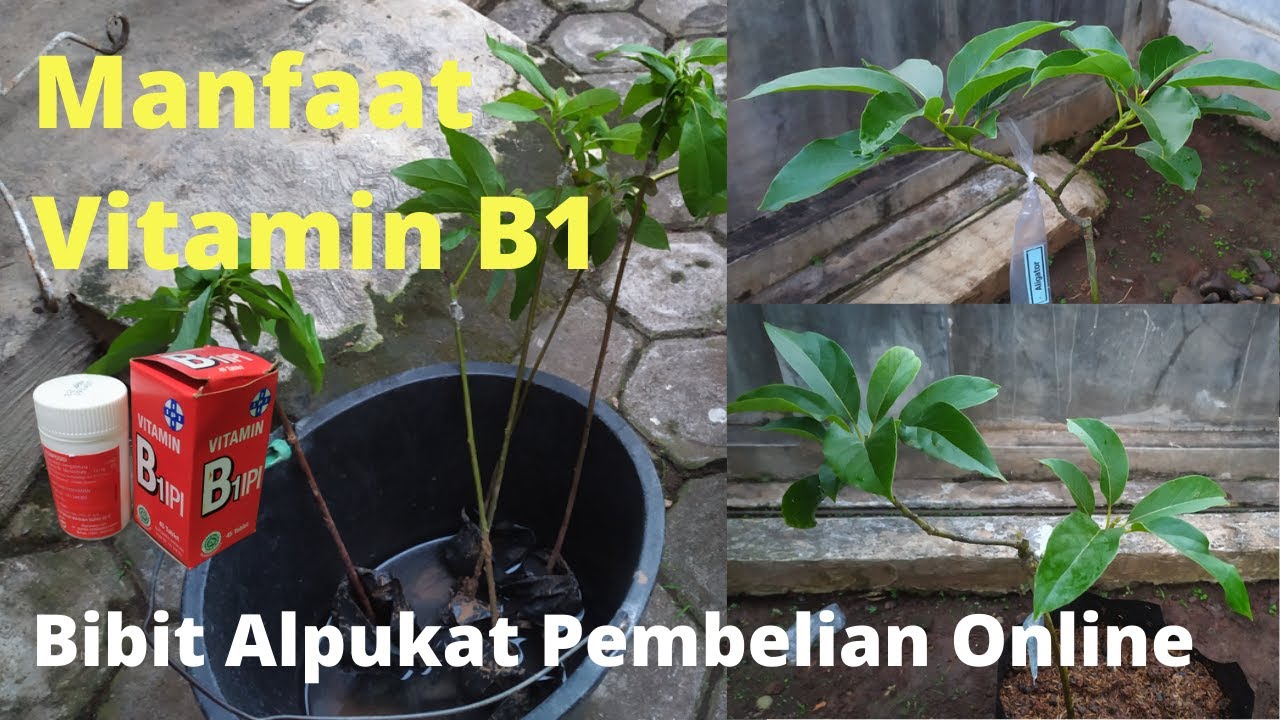 #Part 2 | Anti stresss!! Manfaat Vitamin B1 Buat Tanaman Pembelian Online || Alpukat Kendil