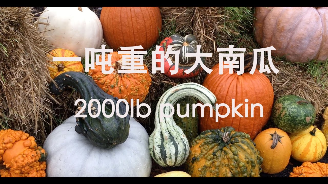 一吨重的大南瓜2268.5 lbs pumpkin - YouTube