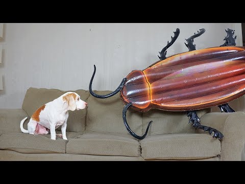 dog-vs-giant-cockroach-prank:-funny-dog-maymo