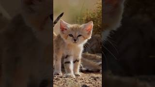 Дикая кошка, которую путают с домашней!#ПесчаныйКот #ДикаяКошка #Мил #ФактыОЖивотных #Shorts #WowZoo