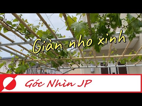 Hướng dẫn làm giàn nho | Cuộc sống Nhật Bản | cùng trồng nho tại nhà | Foci