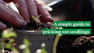 A simple guide to pricking out seedlings | The RHS