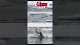El rey del Ártico: aprendiendo sobre el oso polar