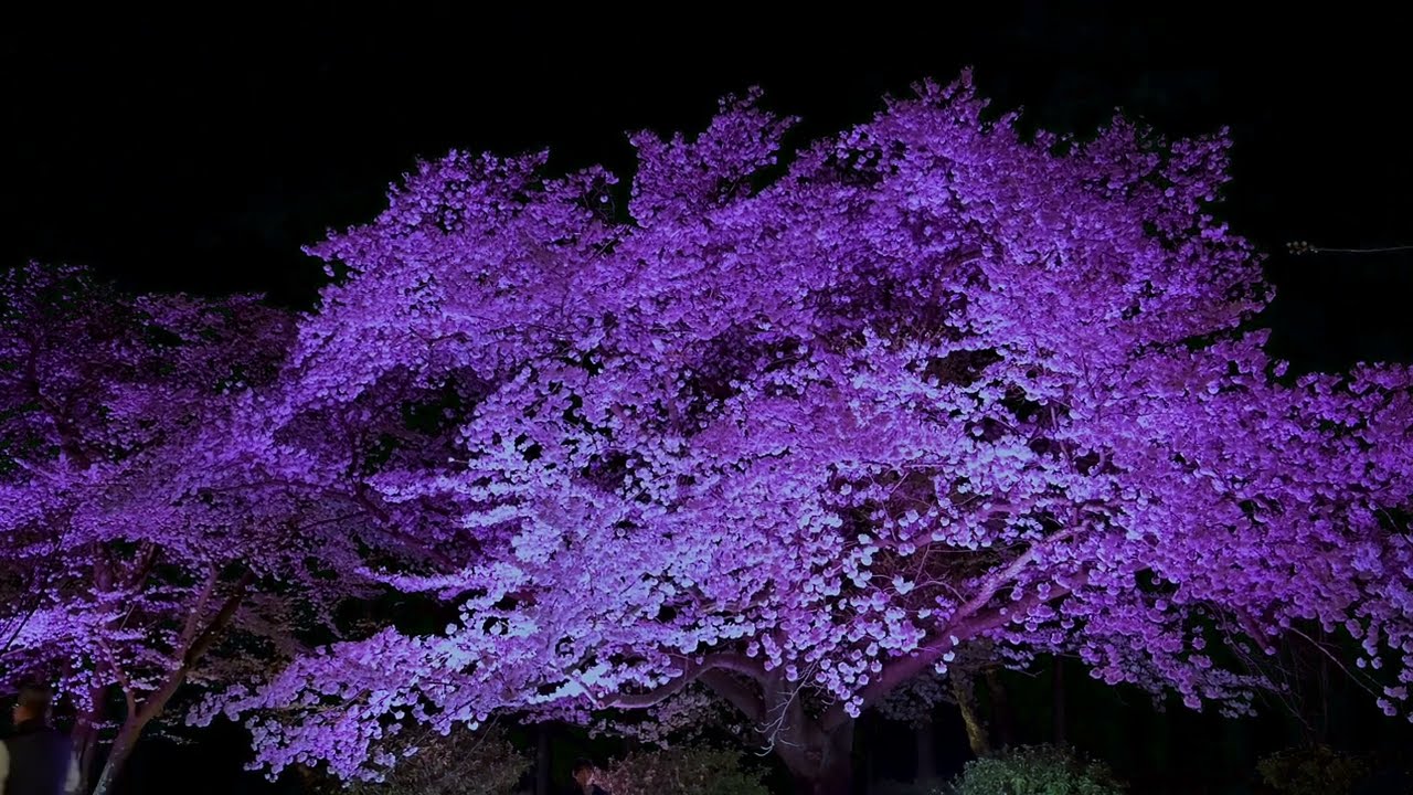 目黒川　西島三重子　〜弥彦夜桜〜