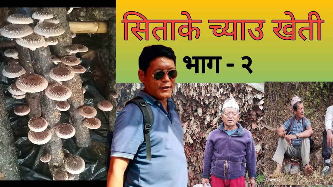 सिताके च्याउ बेच्न हिडेको 