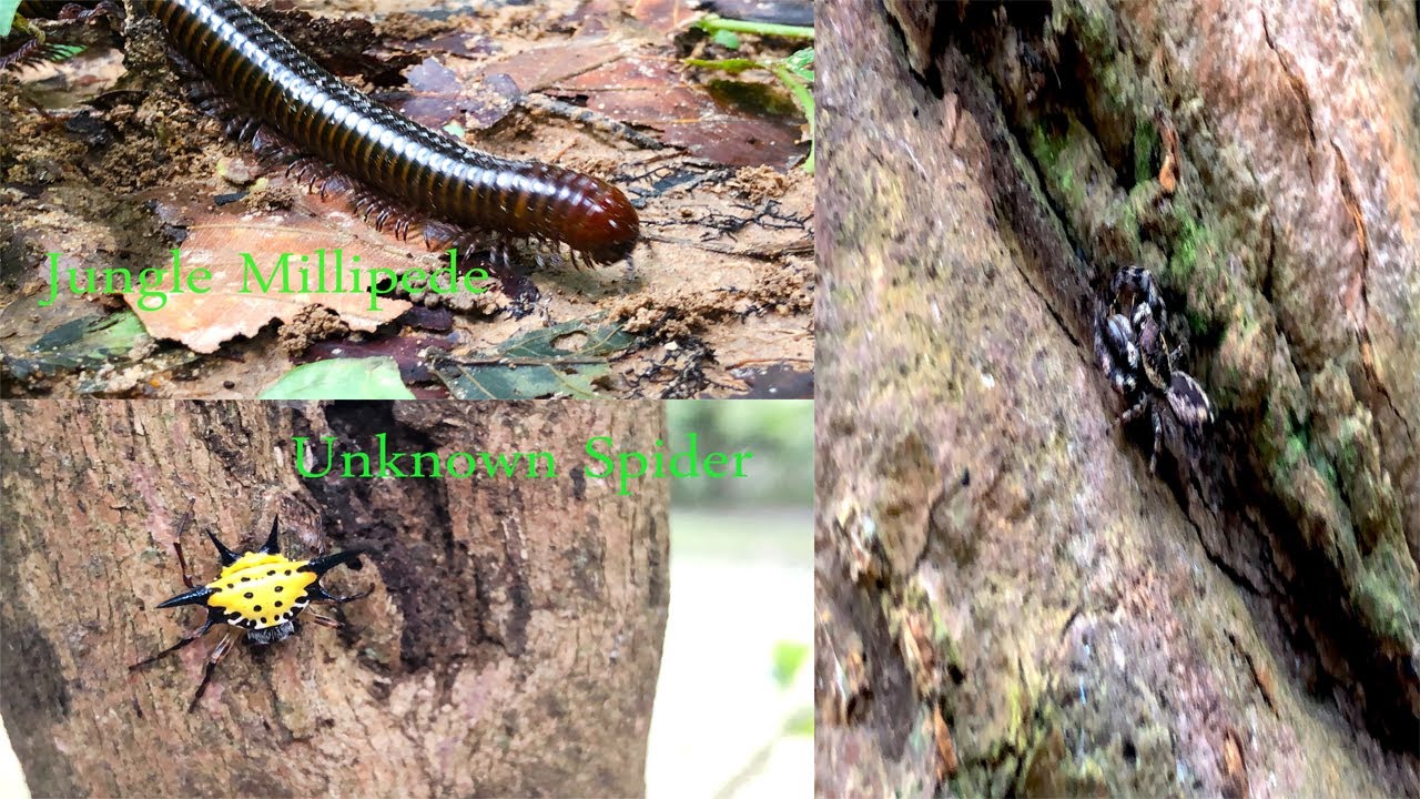 Look! What is an amazing Combined videos! #adventurewithmare #insects ...