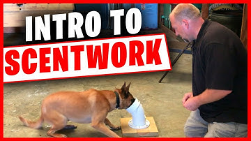 Introduction to scentwork using odor imprinting tubes.