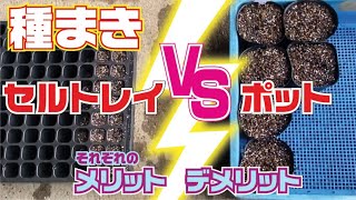 生育は変わるのか？ポットVSセルトレイ【種まき】【ポット】【セルトレイ】【実験】