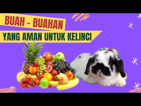 Video: Bisakah kelinci makan apel?