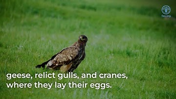 Better Environment for a Sustainable Future: FAO’s Conservation Efforts in Mongolia