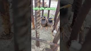 #আমি বন্দি কারাগারে #shortsvideo #viral #shortsfeed #bard #শালিক_পাখির_বাচ্চা #abcdefghijklmnopqrst