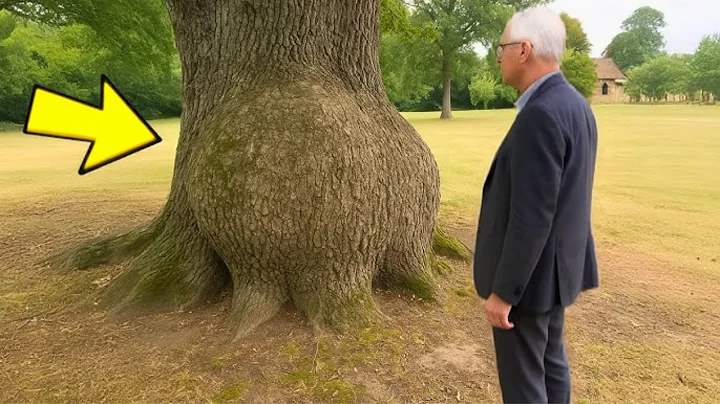 Tree Bulge Kept Growing for 30 Years, Then the Owner Decided to Cut it Open…