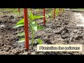 Comment bien planter les poivrons  2021