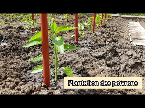 Vidéo: Planter Des Plants De Poivrons En Pleine Terre