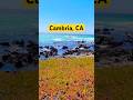 Windy day in Cambria, CA #california #beach #nature #travel #sanluisobispo