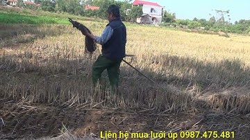 Chia sẻ cách dải lưới úp chim ngói, chim vẫy đơn giản nhất