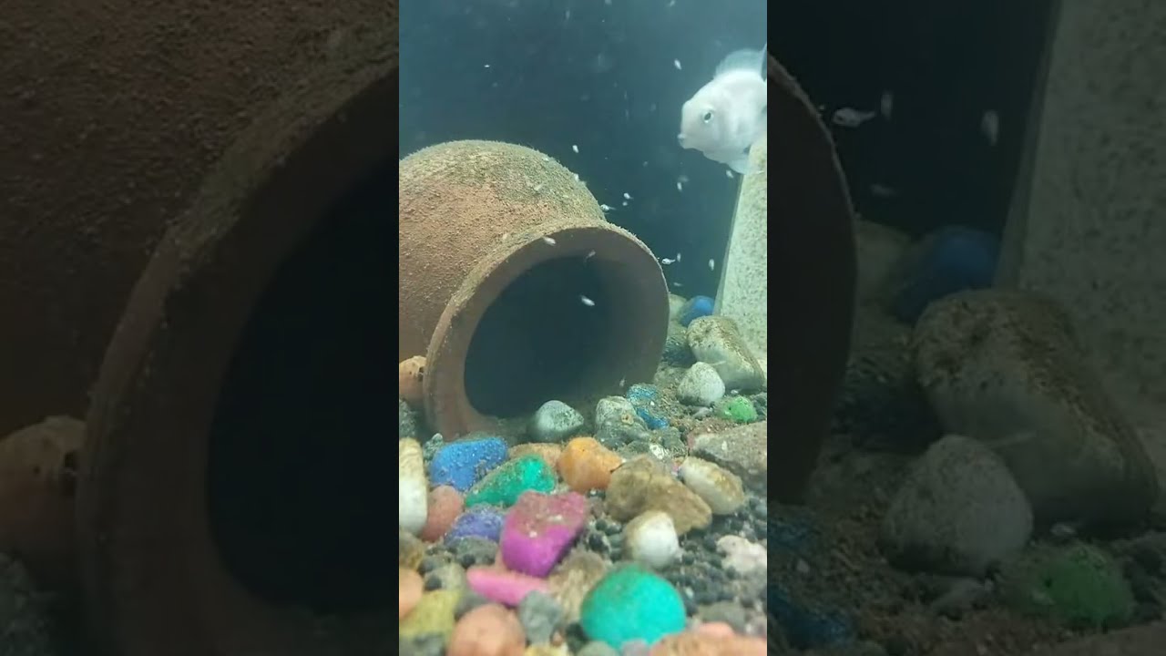 fish breeding at homebest fish breeding Freshwater aquarium fishCichlidsAquarium fishCichlid 