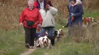 Scottish Basset Walk at Cullen Bay March 2014. by Ally Crombie 1,499 views 10 years ago 10 minutes, 32 seconds