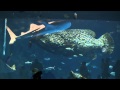 いおワールドかごしま水族館 [Canon iVIS HF M41] の動画、YouTube動画。