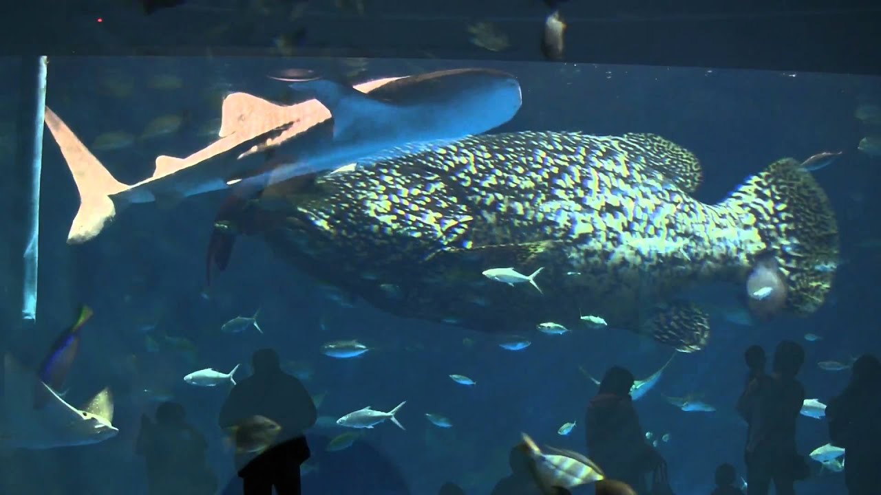 いおワールドかごしま水族館 [Canon iVIS HF M41]