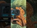Cool Octopus 😄🫶 #trendingshorts #ytshortsindia #ai #aishortvideos