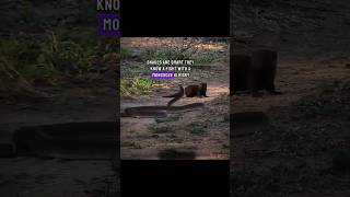 why snake are afaird from mangoos #snake #snakevsmongoose #wildlife #shorts