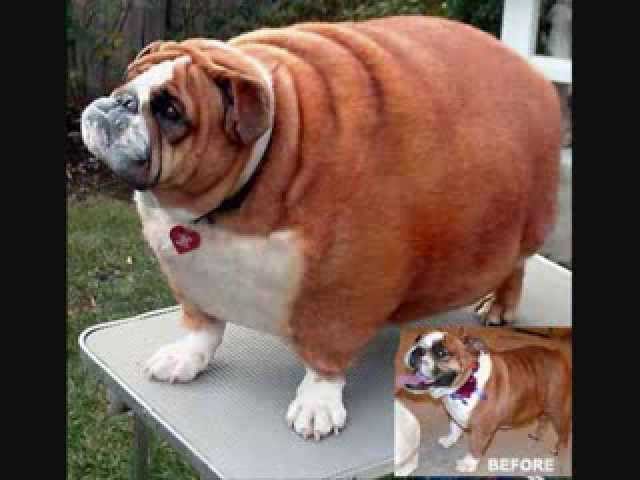 cute fat bulldogs