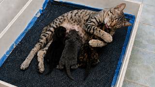 Heartwarming! Mother Cat Tenderly Cares for Her Newborn Kittens 🐱 screenshot 5