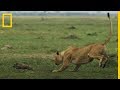 ¡Impresionante! LEONAS cazando crías de JABALÍ a CÁMARA LENTA| National Geographic en Español