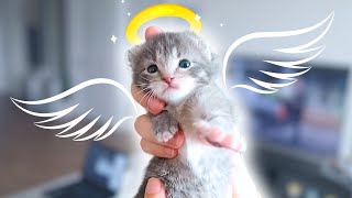 Loss, Grief, and Fading Kitten Syndrome | Gus Gus's Story by Anna Fosters 11,368 views 4 months ago 19 minutes