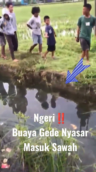 Buaya Nyasar Masuk Selokan Sawah