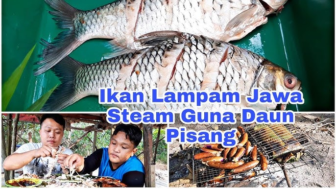 Ikan Lampam Jawa Steam Guna Daun Pisang Dan Terung Bakar Chef Masakan Borneo Youtube