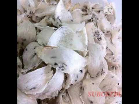 SI AKAU RIVISI 2017 ORI