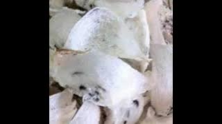 SI AKAU RIVISI 2017 ORI