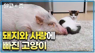 절대 돼지와 떨어지지 않으려 하는 돼지와 사랑에 빠진 고양이! 갑자기 공격하는 고양이에 단단히 삐진 돼지│고양이를 부탁해│알고e즘