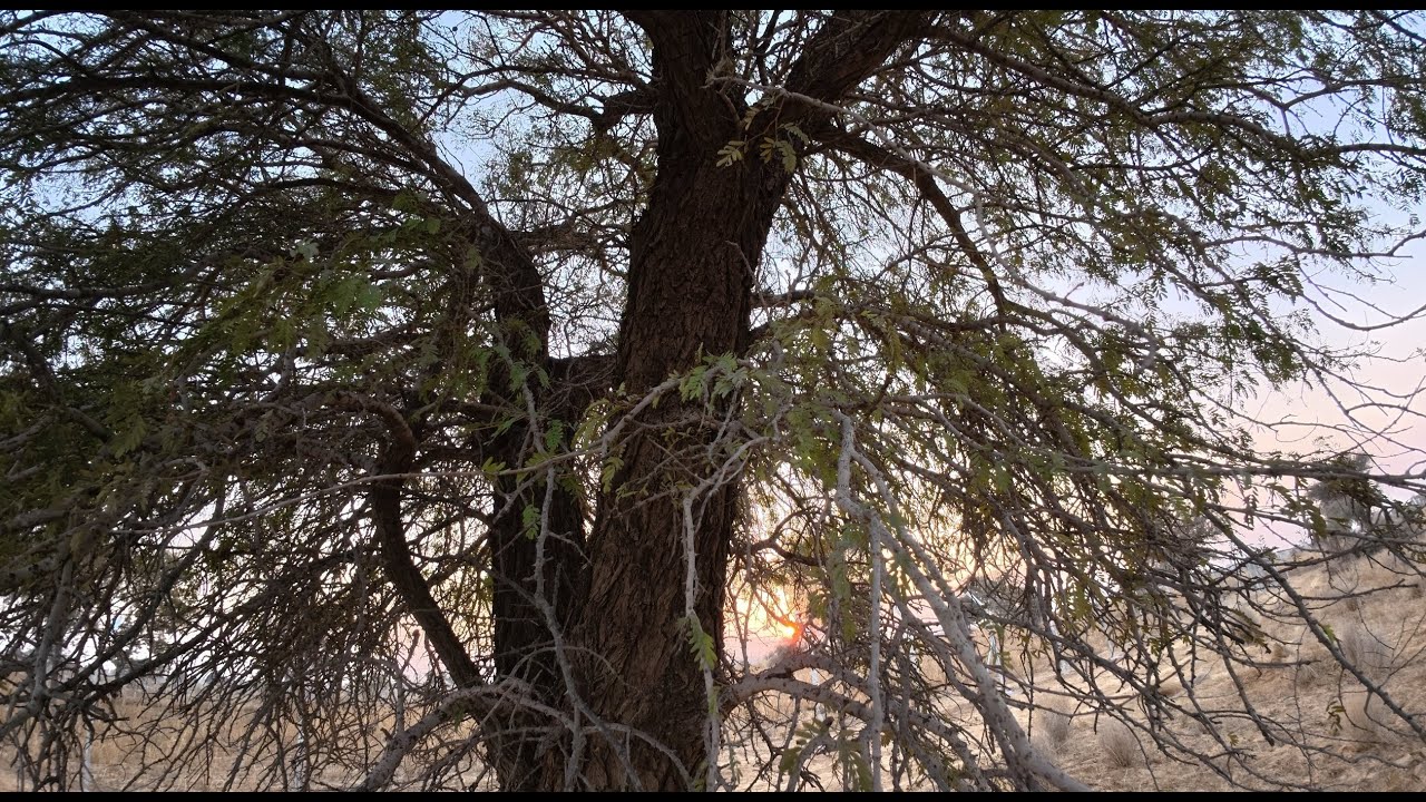 Гармония света и тени в природе 4K