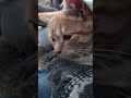 My kitty is sitting on his owner’s shoulder #cute #play #kitten