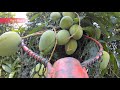 Picking a lot of Alphonso mango from just one mango tree