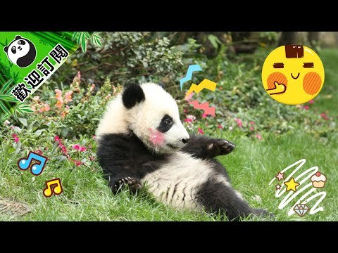 《熊貓主題趴》熊貓是健身訓練？！  | iPanda熊貓頻道