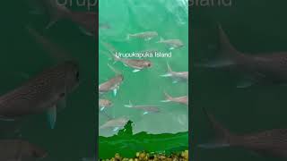 Urupukapuka Island, ya did! 🤍.