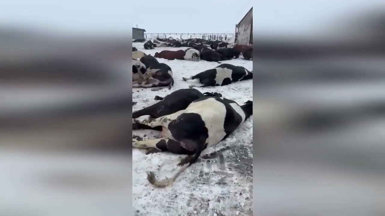 Масштабная кампания по уничтожению поголовья скота в РФ