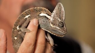 6 Care Tips for Chameleons | Pet Reptiles